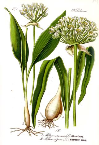 Ail des ours (Allium ursinum)