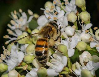 Abeille domestique (Apis mellifera)